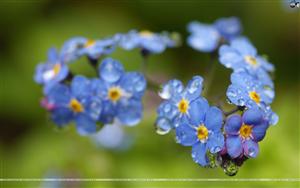 Forget Me Not